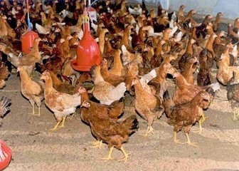 Poultry Keeping tourism mwanza