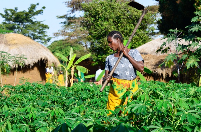 Farming and plantation tourism - cassava farm