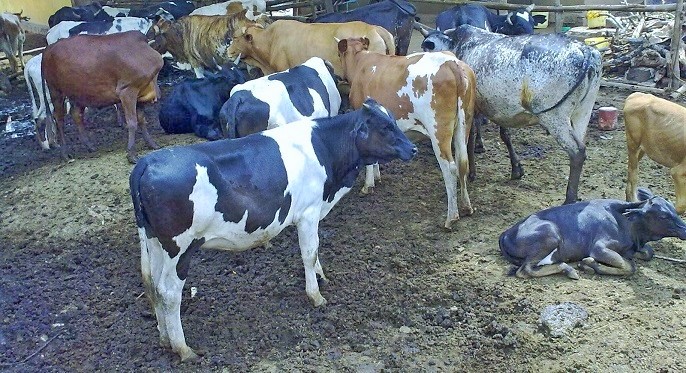 cows at Tourism Mwanza