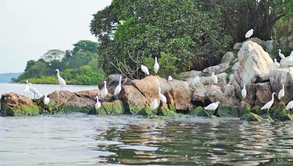 Birds (more than 200 species) at Rubondo Island Park - Wildlife Tourism