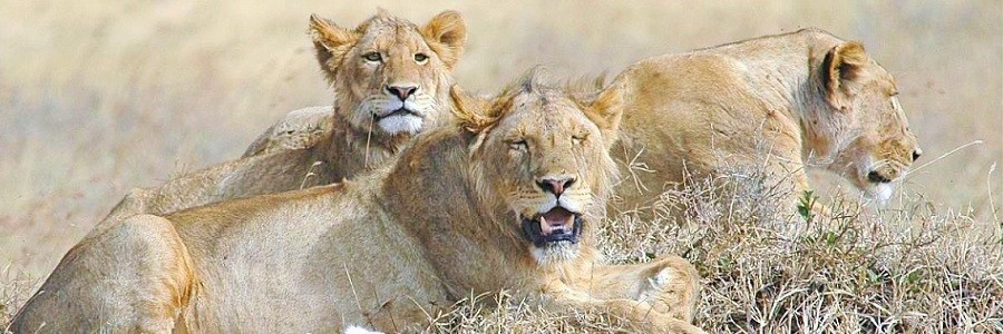safari/tour to serengeti national park - african wildlife park safari