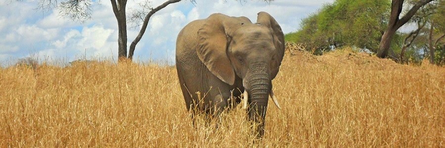 Best national park in Africa - wildlife safari serengeti