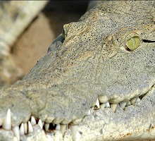 crocodile - wildlife safari