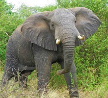 elephant - wildlife safari africa