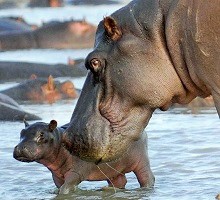 Hippopotamus - wildlife tourism