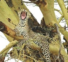 Solitary leopards haunt acacia trees lining the Seronera River - Serengeti Park Tour Tanzania