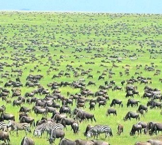 Wildebeest fresh grazing and breeding - Serengeti Park Safari