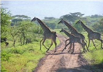 amazing Giraffes at serengeti wildlife tourism