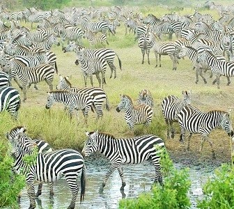 Large group of zebras at serengeti national park - wildlife safari
