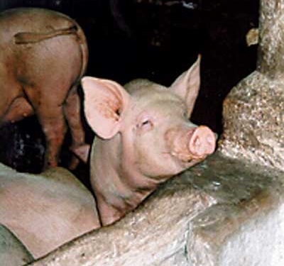 pigs keeping tourism mwanza