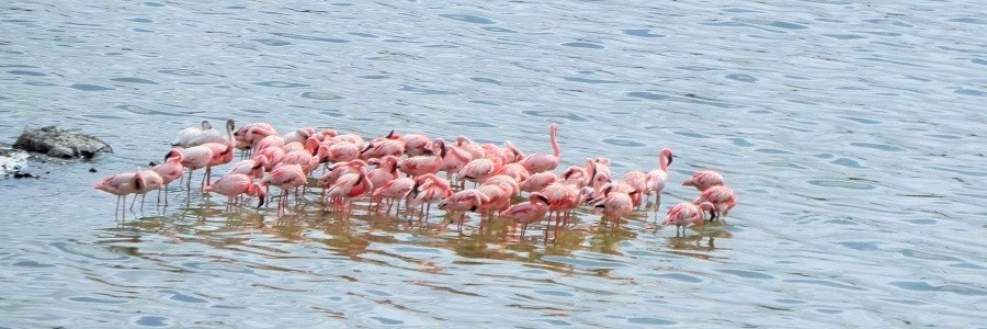 Rubondo Island Park the beautiful Island worth a visit - Wildlife Island Park Tourism